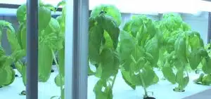 Une unité hydroponique compacte peut produire 10 000 légumes par an