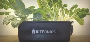 Des capteurs surveillent les plantes hydroponiques pour un suivi efficace par les jardiniers