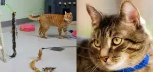 Un site permet de jouer avec des animaux à distance