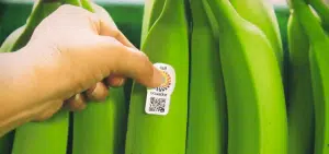 En Équateur, des QR codes collés sur les bananes favorisent le tourisme