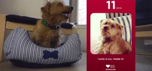 Un collier connecté pour chiens permet de suivre leur état de santé