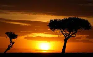 Des safaris nocturnes inédits pour les passionnés