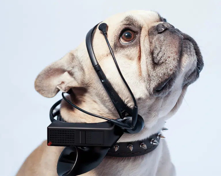 Un casque peut traduire vocalement les émotions des chiens