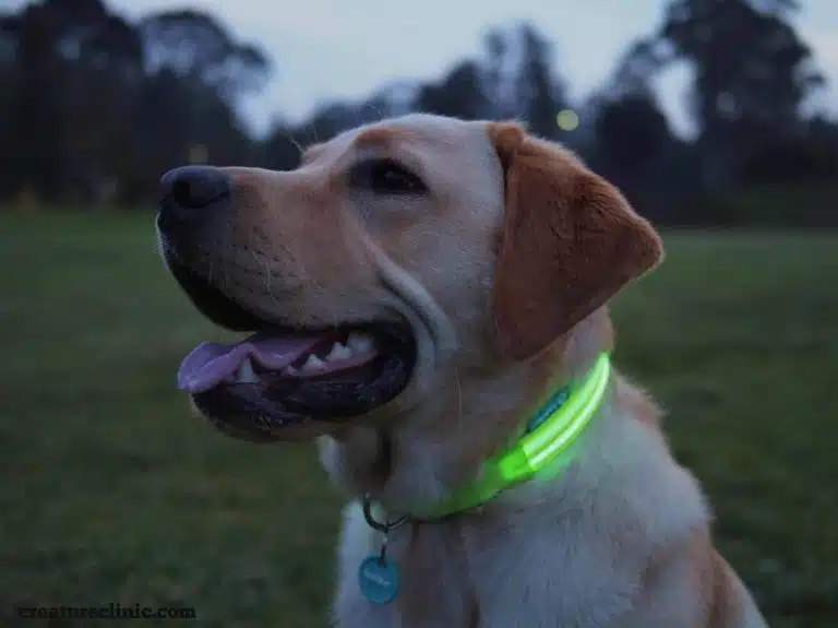 Une laisse pour chiens avec des LED permet qu’ils restent visibles dans l’obscurité