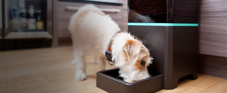 Un distributeur de nourriture surveille l&rsquo;alimentation des animaux