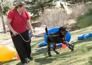 Un chien amputé peut courir à nouveau grâce à des prothèses