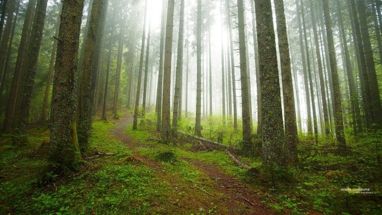 Un album musical peut être écouté seulement dans les bois