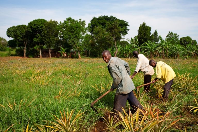 Les agriculteurs kenyans peuvent souscrire à un service par SMS pour obtenir des conseils agricoles locaux