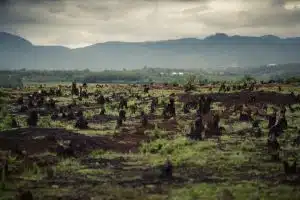 Une plateforme s’assure que les industriels tiennent leurs promesses en matière de réduction de la déforestation