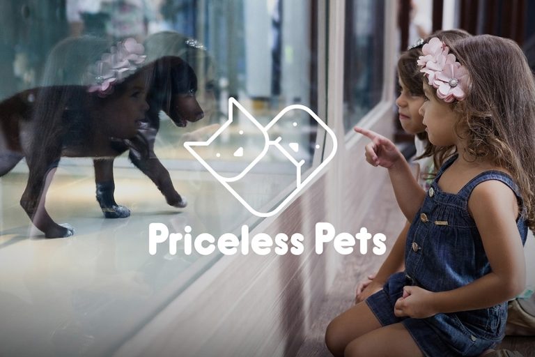 Au Brésil, des animaleries placent en secret des animaux abandonnés dans leurs vitrines