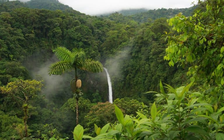 Une application de bureau sur les forêts tropicales pourrait limiter le gâchi des impressions au travail