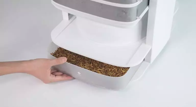 Une ruche de bureau exploite des insectes comestibles