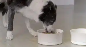 Une gamelle intelligente pour chien contrôle les excès alimentaires
