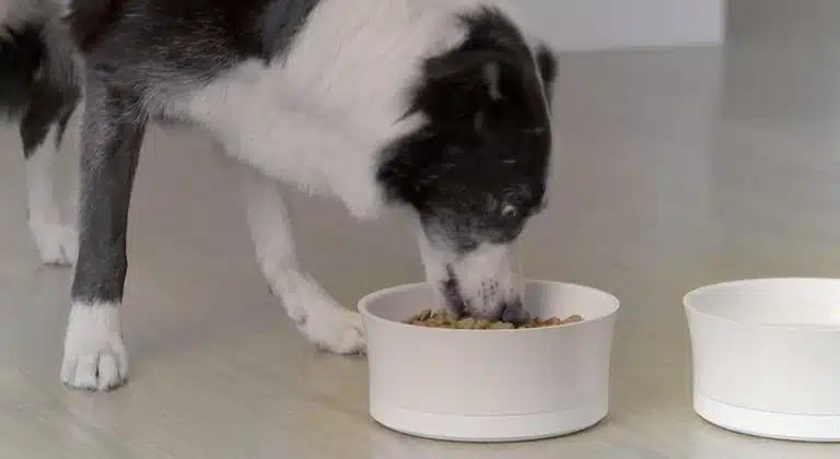Une gamelle intelligente pour chien contrôle les excès alimentaires