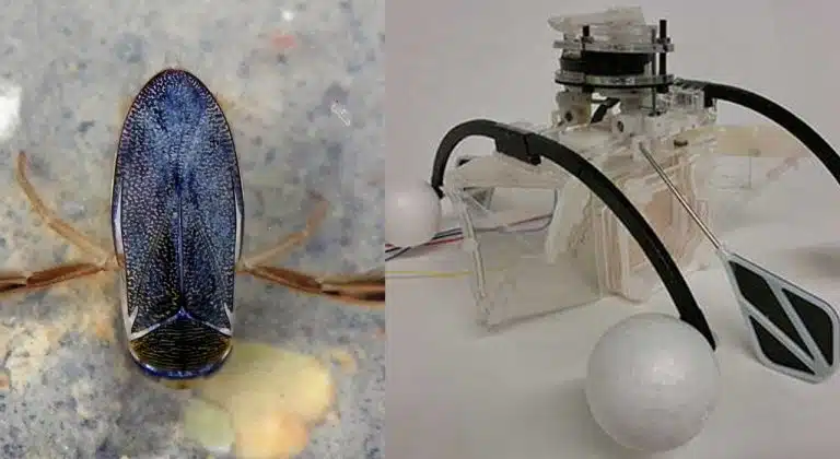 Un robot de nettoyage aquatique est alimenté par des bactéries
