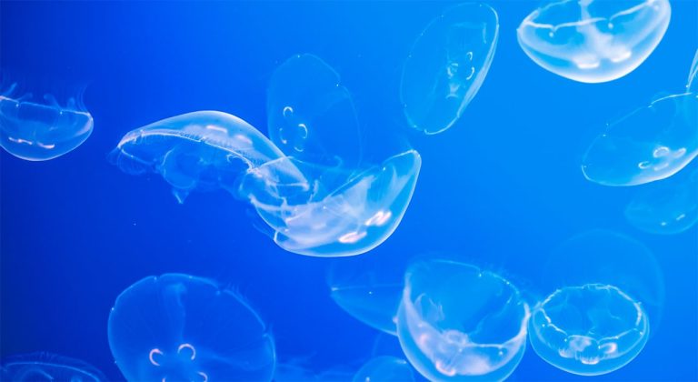 Une application d’alertes de méduses renseignée par les utilisateurs