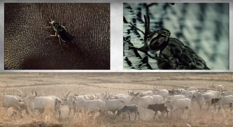 En Éthiopie, les populations de mouches tsé-tsé sont contrôlées par des drones