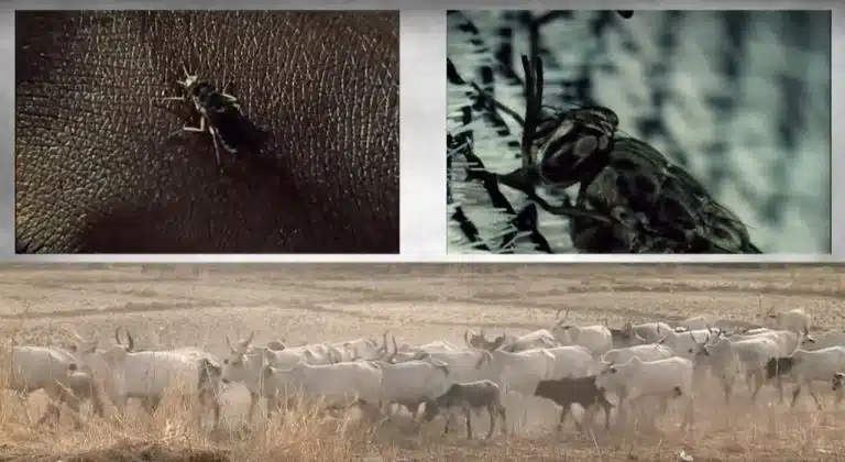 En Éthiopie, les populations de mouches tsé-tsé sont contrôlées par des drones