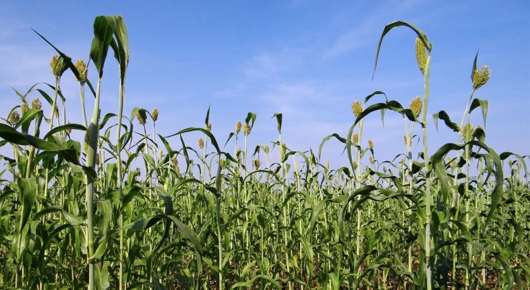 Investir dans les cultures au lieu d’investir dans les actions offre plus d’assurance aux agriculteurs