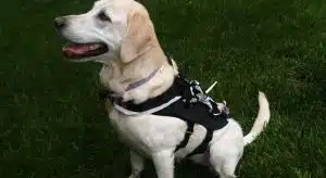 Un harnais intelligent qui pourrait rivaliser avec les humains dans le dressage des chiens