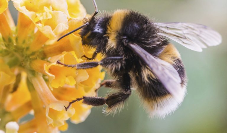 Les robots automatisés de pollinisation aident les abeilles