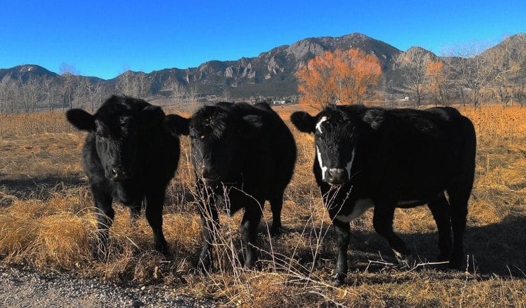 Un Fibit destiné aux vaches pour aider les agriculteurs pakistanais à garder les troupeaux en bonne santé