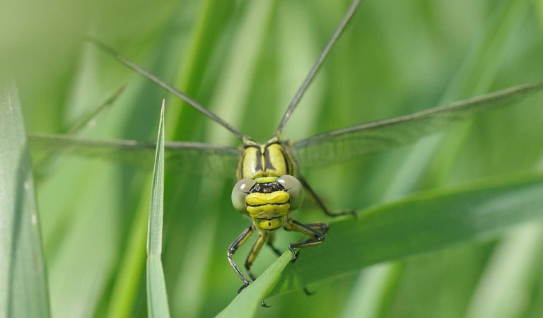 Le Dragonfly Sight pourrait améliorer les voitures sans conducteur