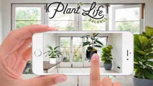 Une nouvelle application qui permet aux propriétaires de trouver les plantes parfaites pour leur espace