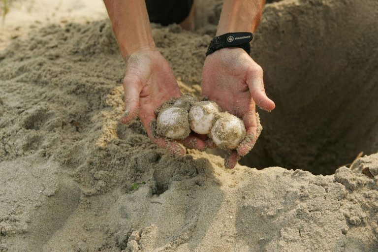 Un œuf de tortue de mer qui sert de leurre pour traquer les braconniers