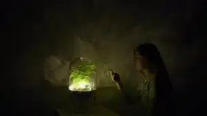 Une lampe atmosphérique qui produit de l’énergie grâce aux plantes
