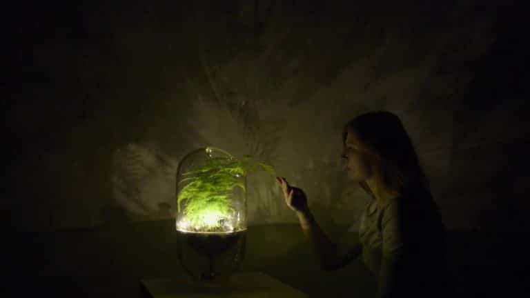 Une lampe atmosphérique qui produit de l’énergie grâce aux plantes