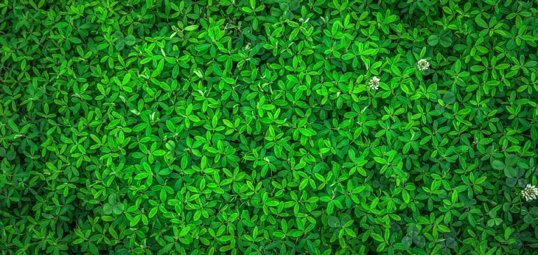 Des « super-plantes » pour sauver la Planète ?