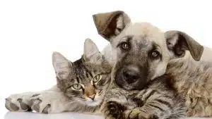 Une plateforme collaborative pour faire garder vos animaux presque gratuitement Une plateforme collaborative pour faire garder vos animaux presque gratuitement