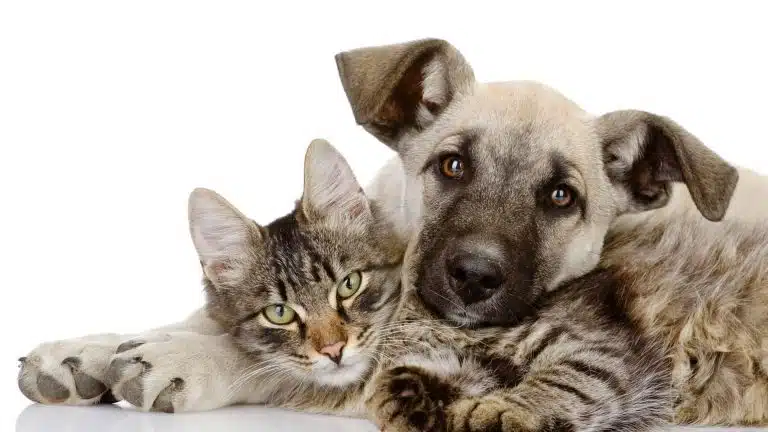 Une plateforme collaborative pour faire garder vos animaux presque gratuitement