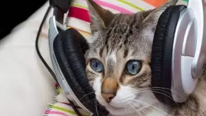 Les animaux de compagnie aussi ont droit à une playlist sur Spotify !