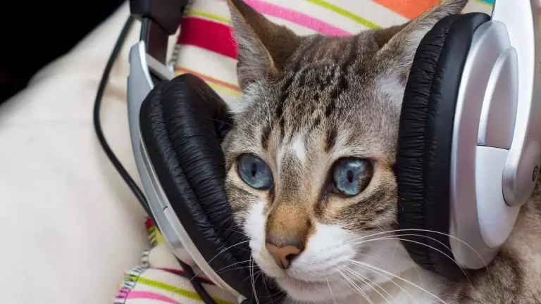 Les animaux de compagnie aussi ont droit à une playlist sur Spotify ! Les animaux de compagnie aussi ont droit à une playlist sur Spotify !
