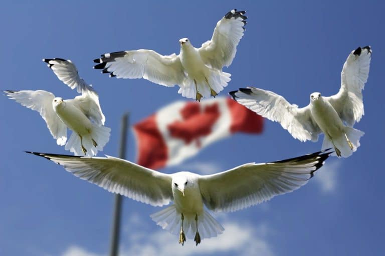Comment obtenir l’AVE pour le Canada en ligne ?