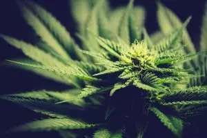 Etats-Unis : un test rapide du type alcootest bientôt disponible pour le cannabis