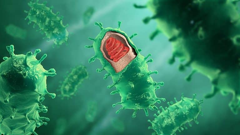 Des virus programmés comme solution contre la résistance des bactéries ? (1/2)