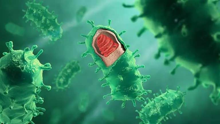 Des virus programmés comme solution contre la résistance des bactéries ? (1/2)