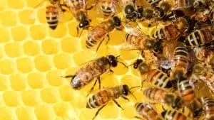 Un système pour récolter le miel sans déranger les abeilles