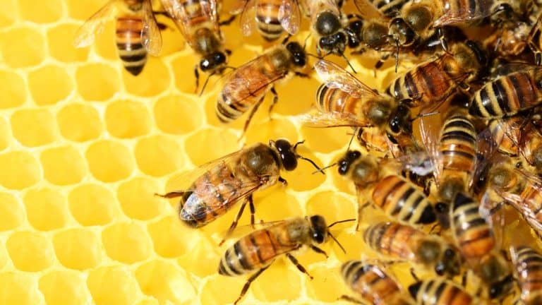 Un système pour récolter le miel sans déranger les abeilles