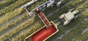 Amélioration des semences pour l'agriculture désertique face au changement climatique