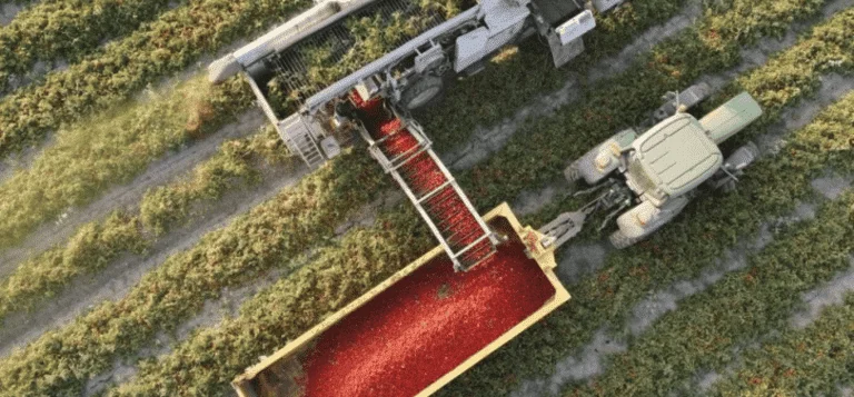 Amélioration des semences pour l'agriculture désertique face au changement climatique