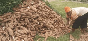 Pionnier d'un processus de séchage de manioc respectueux de l'environnement