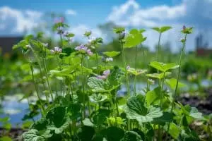 Découvrez la plante qui va révolutionner votre été : plus de moustiques, plus de tracas