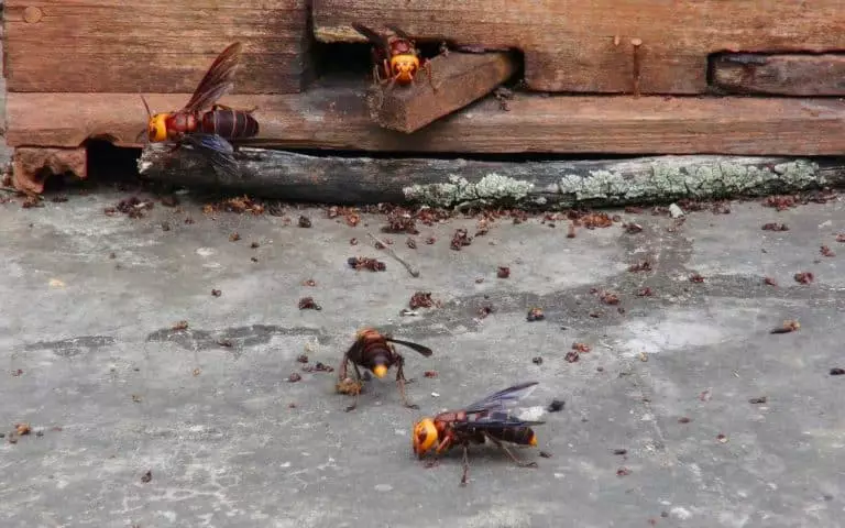 Localiser les nids de frelons asiatiques et sauver nos abeilles : découvrez cette innovation révolutionnaire