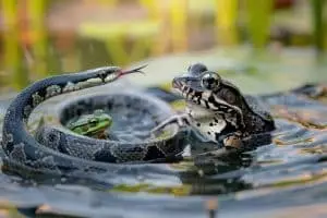 Une grenouille et un serpent voués à la noyade : découvrez comment une simple rampe peut sauver des vies
