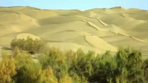 Ceinture verte géante de 3 200 km : la muraille chinoise des arbres conquiert le désert impitoyable de Taklimakan