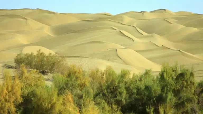Ceinture verte géante de 3 200 km : la muraille chinoise des arbres conquiert le désert impitoyable de Taklimakan